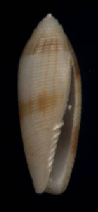 Pterygia arctata