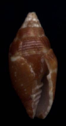 Mitra assimilis