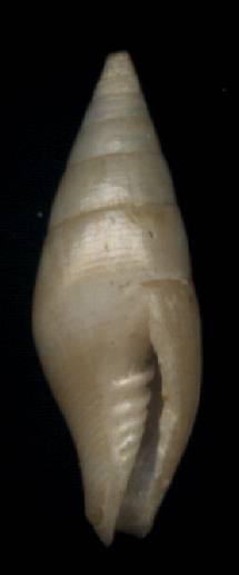 Mitra bellula