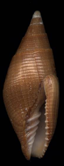 Mitra coffea