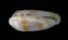 Marginella sp.1