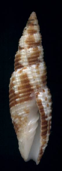 Neocancilla clathrus