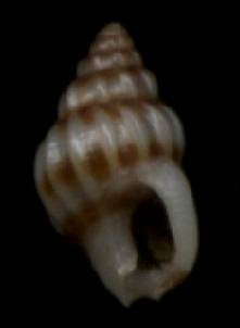 Nassarius tabescens
