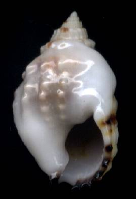 Nassarius trondleorum