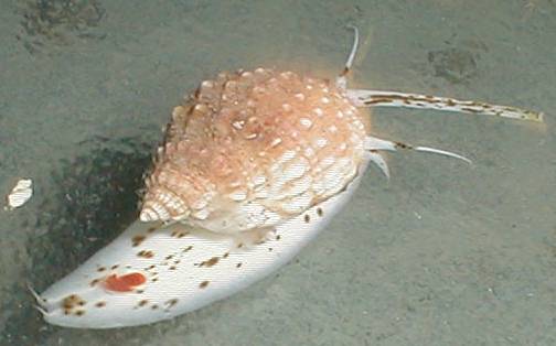 Nassarius troendleorum