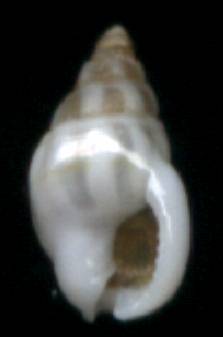 Nassarius sp.