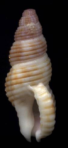 Pisania decollata