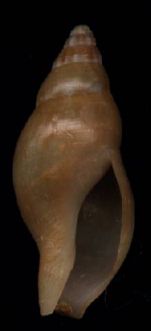Pisania ignea