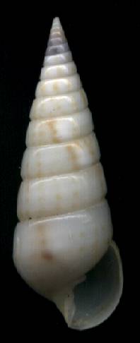 Pyramidella maculosa
