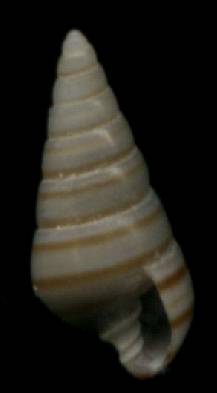 Pyramidella dolabrata