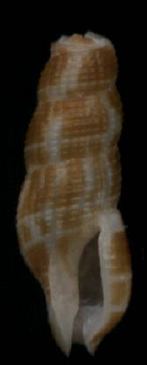 Caducifer truncata