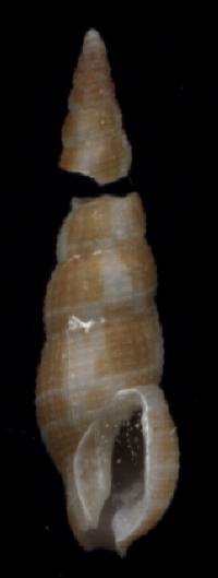 Caducifer truncata