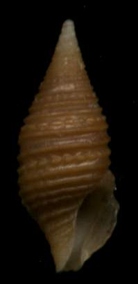 Turridrupa cincta