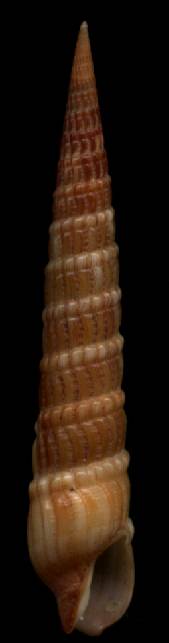 Terebra columellaris