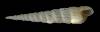Turbonilla cornelliana