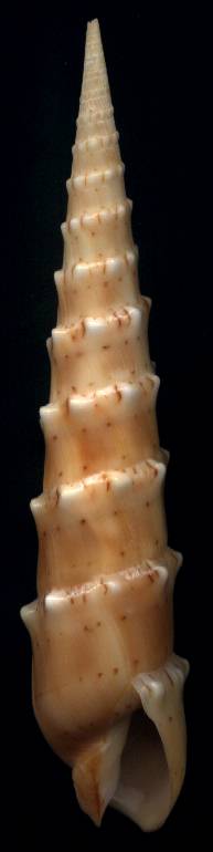 Terebra crenulata