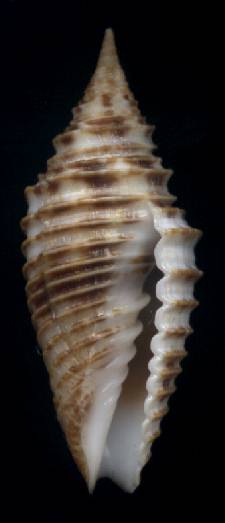 Ziba annulata
