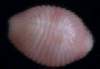 Trivia corinneae