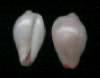 Proterato sulcifera