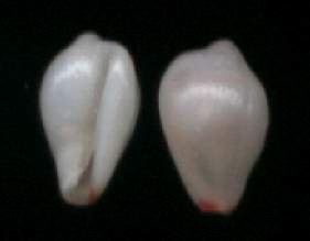 Proterato sulcifera