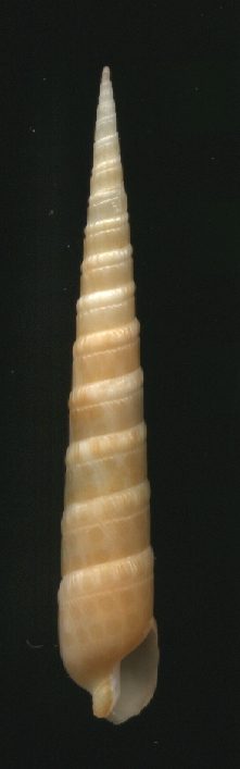 Terebra argus