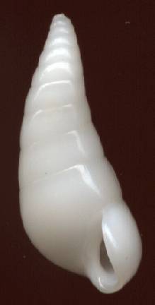 Melanella grandis