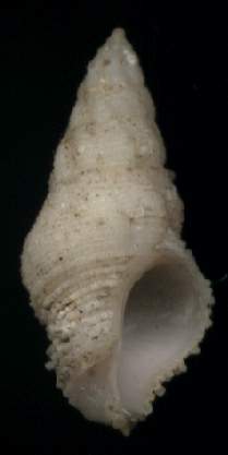 Coralliophila turrita
