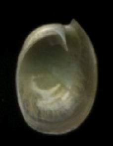Smaragdinella calyculata