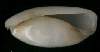 Atys debilis