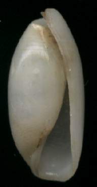 Atys debilis