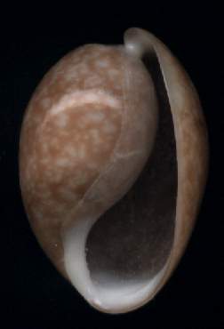 Bulla punctulata