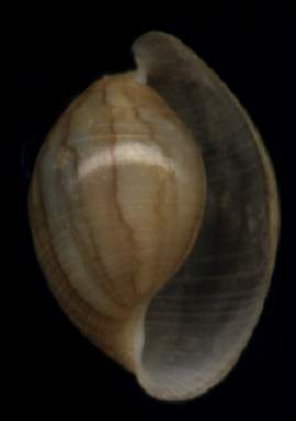 Atys naucum