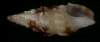 Clavus pica
