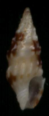 Clavus pica