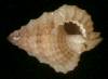 Gyrineum pusillum