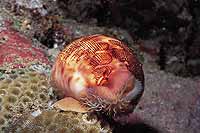 Cypraea mappa