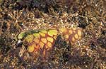 Conus marchionatus