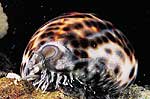 Cypraea tigris