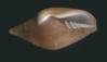 Mitra colombelliformis