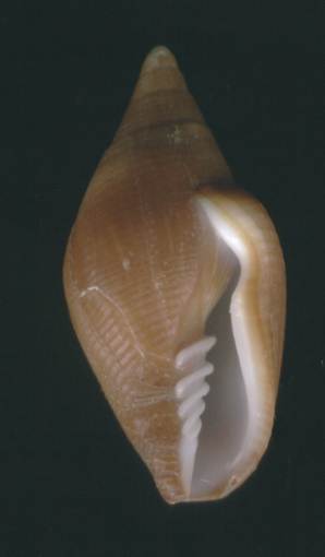Mitra colombelliformis