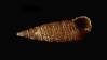 Bittium glareosum