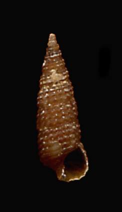 Bittium glareosum