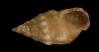 Bittium impendens