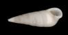 Melanella cumingii