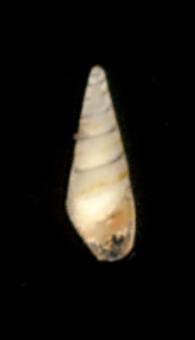 Balcis acanthyllis