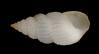 Finella pupoides