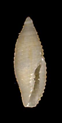 Daphnella ornata