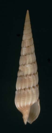 Terebra burchi