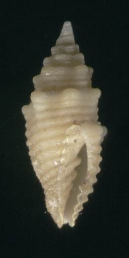 Mitra bernhardina