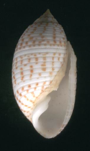 Pupa solidula